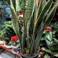 سانسوریا/زاموفیلیا/گل و گیاه آپارتمانی بنسای