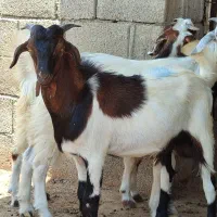 کهره نر