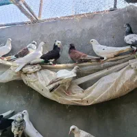 پرنده