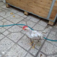 خروس