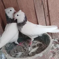 طوقی سرور نرو ماده و ی جوجه طوقی