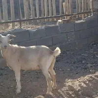 بزغاله نر سانن