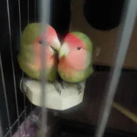 طوطی برزیلی نر ماده