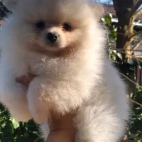 پشمالو خرسی