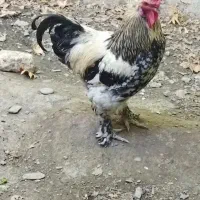 خروس برهما جوان وزیبا