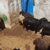 دام زنده برای قربانی