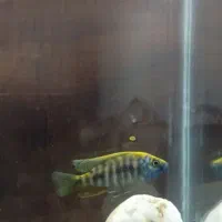 ماهی سیچلاید آفریقای