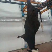 گوشت گوساله وبره کشتار امروز ۲۸مرداد ماه