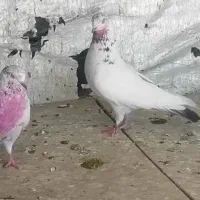 جفت کله دم