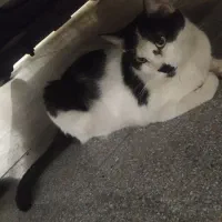 گربه