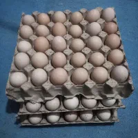 تخم مرغ / نتفه دار محلی / تازه و سالم