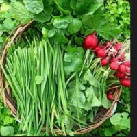پاک کردن باقالی لوبیاسبز هویج نخود کرفس