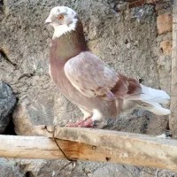 صیده‌شده