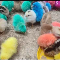 جوجه رنگی