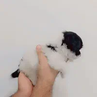 توله سگ فلت