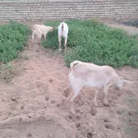 حمیدیه روستای علاونه