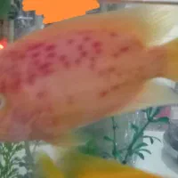 پرت فیش
