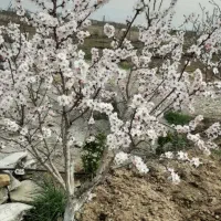 باغچه-هزارمتری