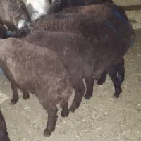 بره نر و ماده ریز و درشت
