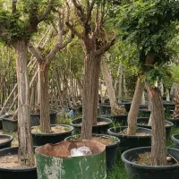 بن۱۵ مناسب اقاقیا نهال درخت جهت برای جریمه شهرداری