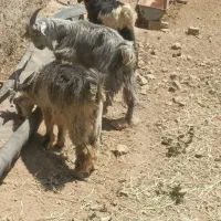 فروش بزغاله