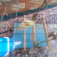 عروس هلندی اشتی
