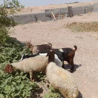 بز و میش جوان عالی