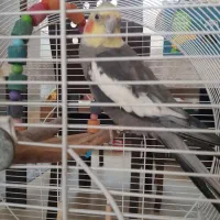 عروس هلندی نر