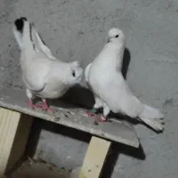 کبوتر رنگی و پاکستانی تهرانی