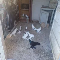 کبوتر بازی دار