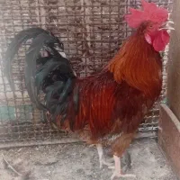 فروش فوری خروس برای نگهداری