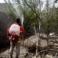 باغبانی سم پاشی درختان سمپاشی تیلر زنی سراسر مشهد