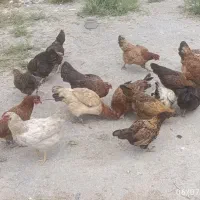 فروش 6 عدد مرغ محلی