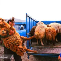 فقط بمدّت3روز فروش*تنظیم بازار*گوسفند زنده
