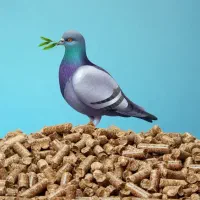 کود کبوتر