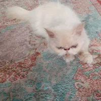 گربه پرشین ماده