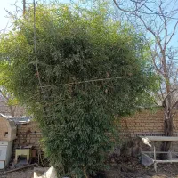 بامبو|گل و گیاه طبیعی|رودهن, |دیوار