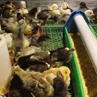 جوجه گلین لری عشایری ۱۵ روزه