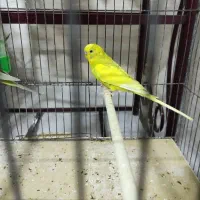 مرغ عشق نر بالغ و مست