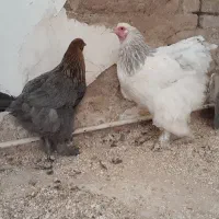 دو تا مرغ برهما و دو تا مرغ کاکلی