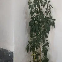 فروش گل های خانگی