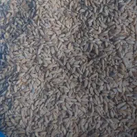 گندم دیم