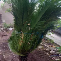 سیکاس بسیار زیبا