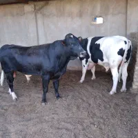 گوساله