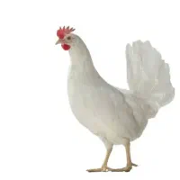 مرغ زنده