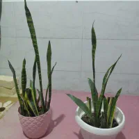 گل سانسوریا کوچک