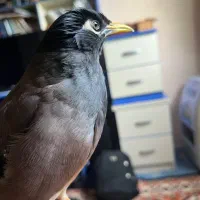 مرغ مینا سخنگو