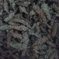 سماق ترش