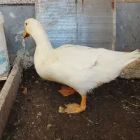 اردک