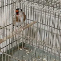 سهره|پرنده|ملایر, |دیوار